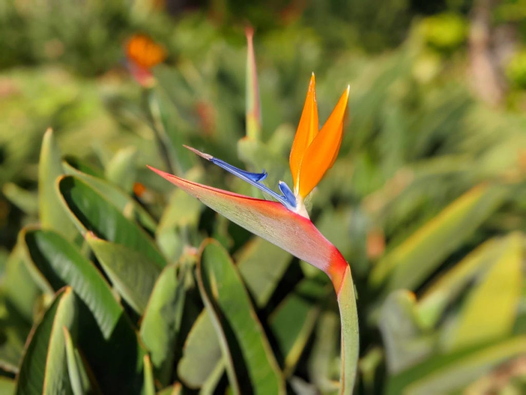 bird of paradise flower