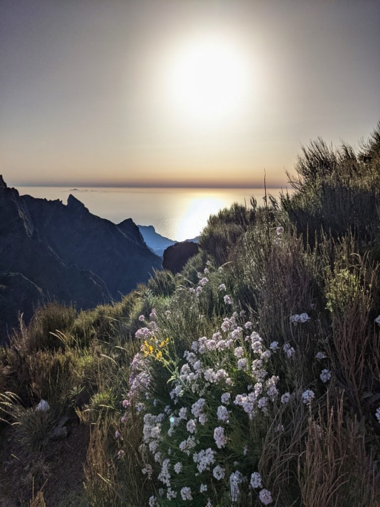 flowers in the mountains of central madeira